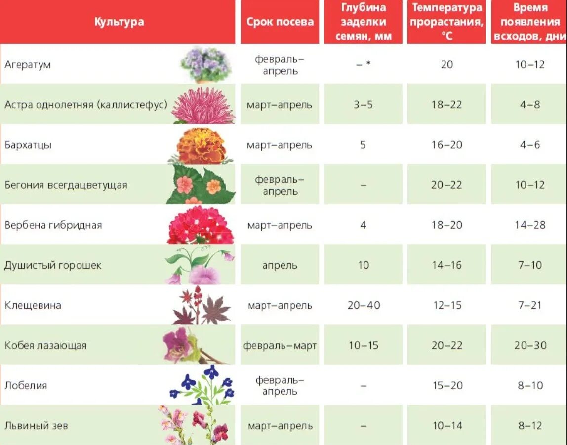 Какие цветы сажают семенами в грунт. Сроки посадки однолетников на рассаду таблица. Сроки посева семян однолетних растений на рассаду. Посадка рассады однолетников в открытый грунт. Сроки посева однолетних цветов.