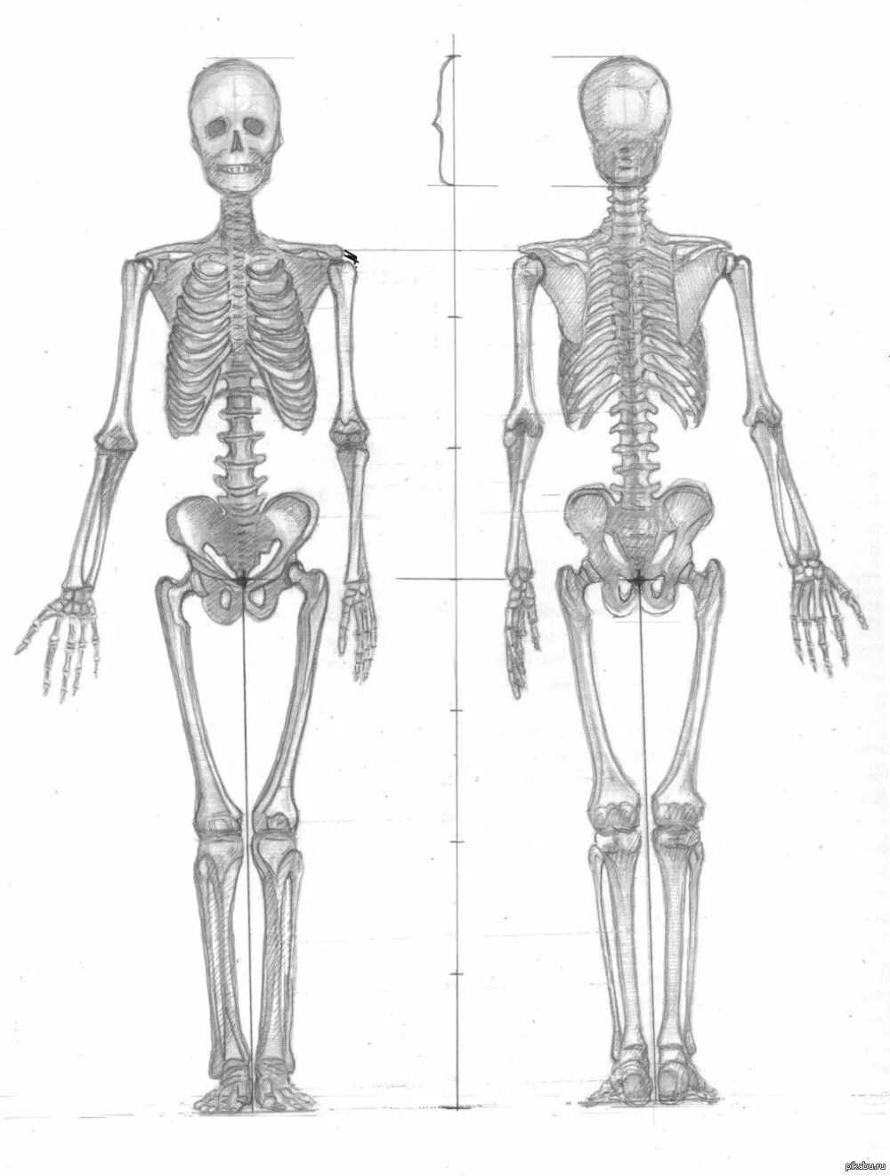 Облегченный скелет. Скелет человека зарисовка. Скелет человека для рисования. Построение скелета. Скелет набросок.