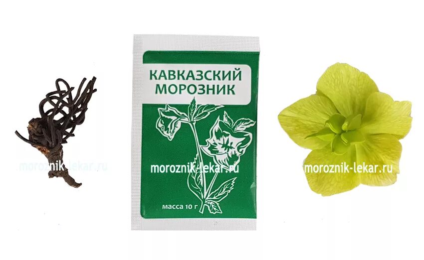 Морозник в аптеке. Морозник кавказский порошок. морозник трава в аптеке. морозник кавказский в аптеке. морозник для похудения.
