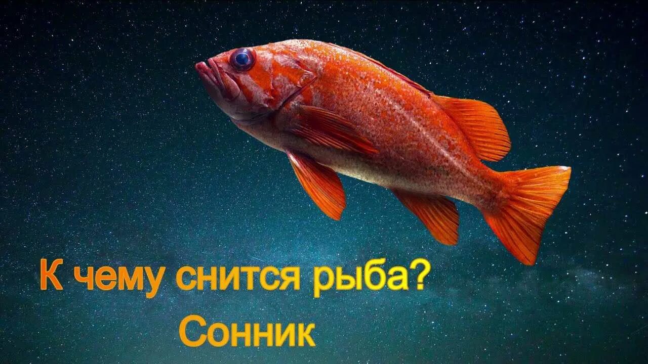 Сонник рыба