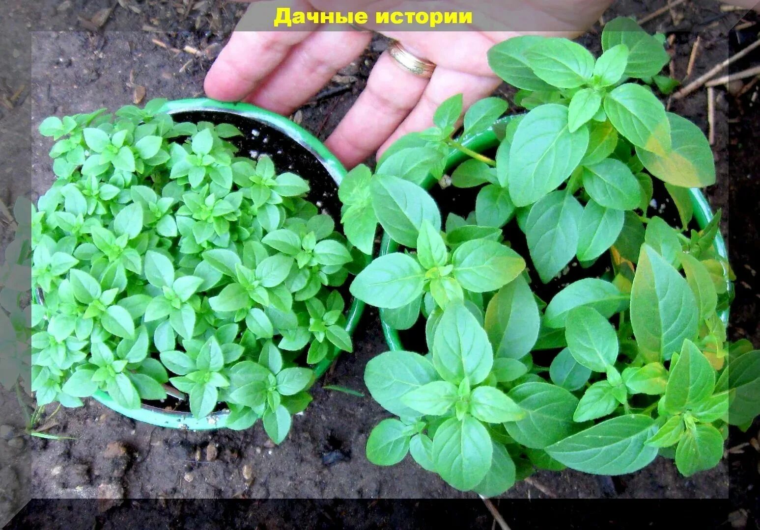Базилик на рассаду в подмосковье. Базилик фиолетовый рассада. базилик прищипывание рассады. наблюдение за рассадой базилика. базилик рассада по два куста.