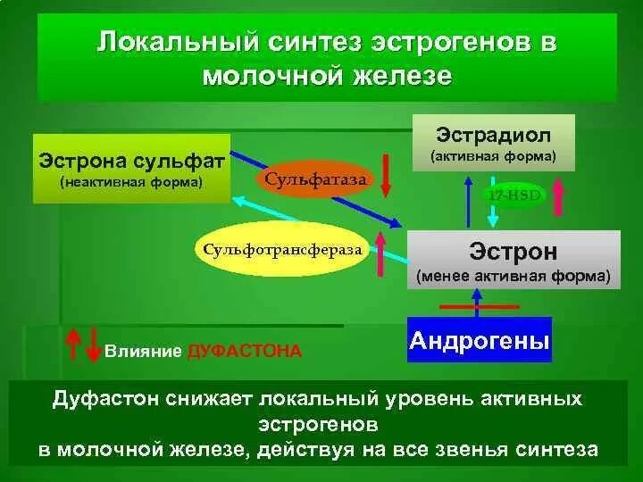 Нарушение метаболизма и эстрогенов что это. Синтез эстрогенов. источник образования эстрогенов. эстрогены природного происхождения.