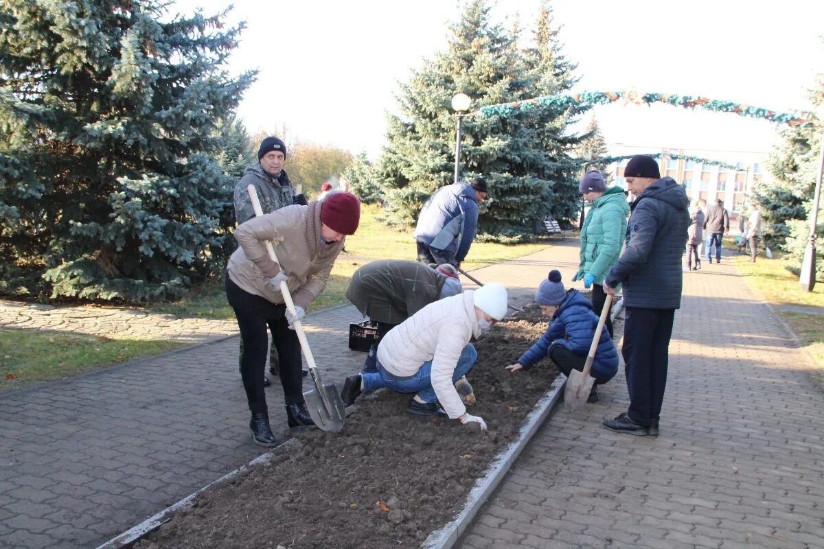 Высадка в белгородской области. Волоконовка Центральная аллея. Высадка тюльпанов Волоконовского района Белгородской области 2020. Россельхозбанк Волоконовский район. Новости Волоконовка Белгородская область.