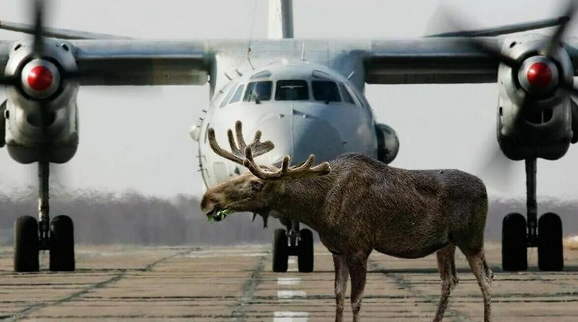 Лось летает. Животные на аэродроме. Животные на взлетной полосе. Животные на ВПП. Олень на взлетной полосе.