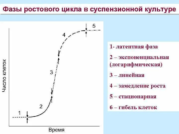 Стационарная кривая. Фазы ростового цикла суспензии. Кривая роста клеток в культуре. Фазы ростового цикла каллусных клеток. Экспоненциальный рост микроорганизмов.