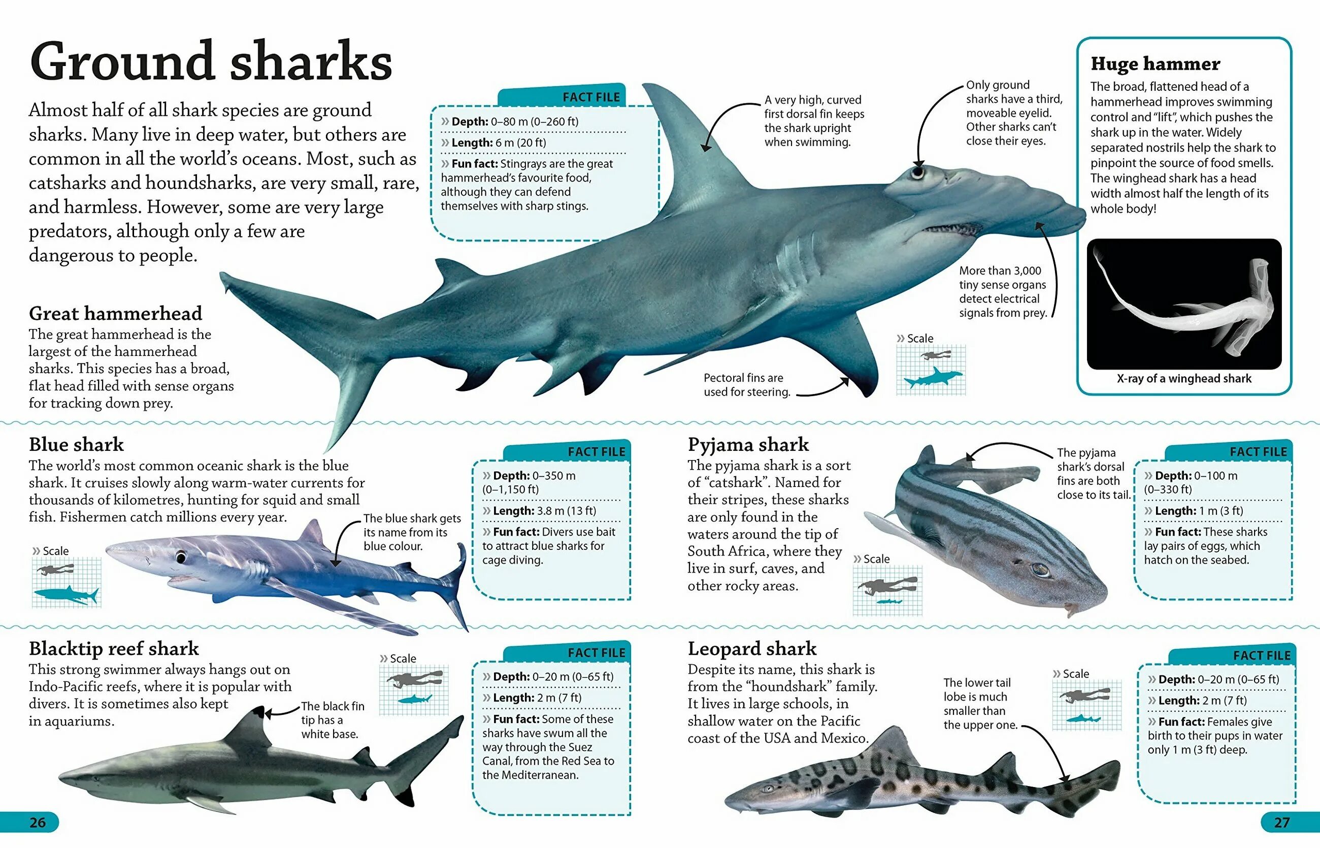 большеротая акула. The sharks are much. The sharks are much. тигровая акула интересные факты. Interesting facts about sharks for kids.