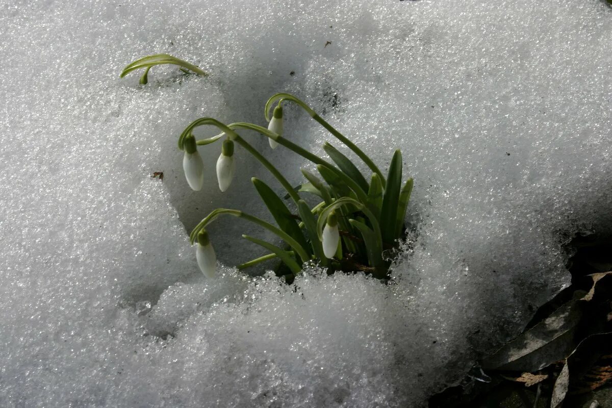 Когда выходят подснежники. Nivalis Подснежник. Подснежник Galanthus, Подснежник снежный Galanthus nivalis. Проклюнулся Подснежник. Первоцветы пролеска снег.