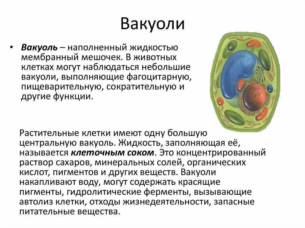 Функции вакуолей в растительной клетке. Вакуоль клетки 5 класс биология. Центральная вакуоль растительной клетки функции. Вакуоль растительной клетки функции 5 класс.