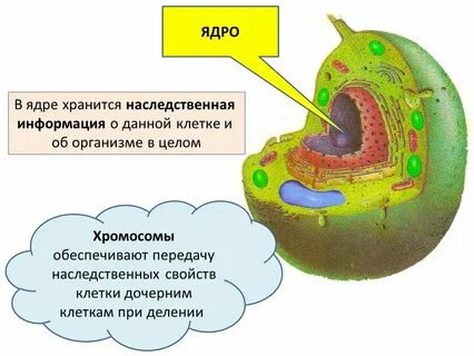 Цитоплазма передает наследственную информацию
