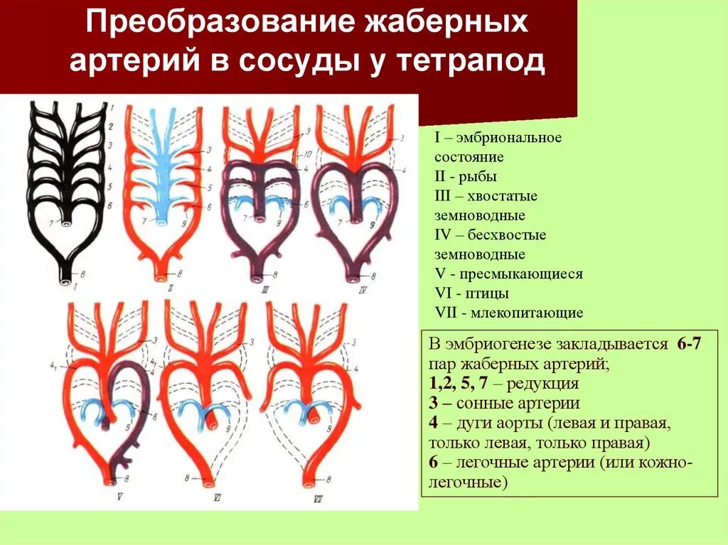 Схема эволюция кровеносной системы животных. Эволюция артериальных жаберных дуг позвоночных. эволюция жаберных дуг позвоночных таблица. преобразование жаберных артериальных дуг. эволюционные преобразования артериальных жаберных дуг позвоночных.