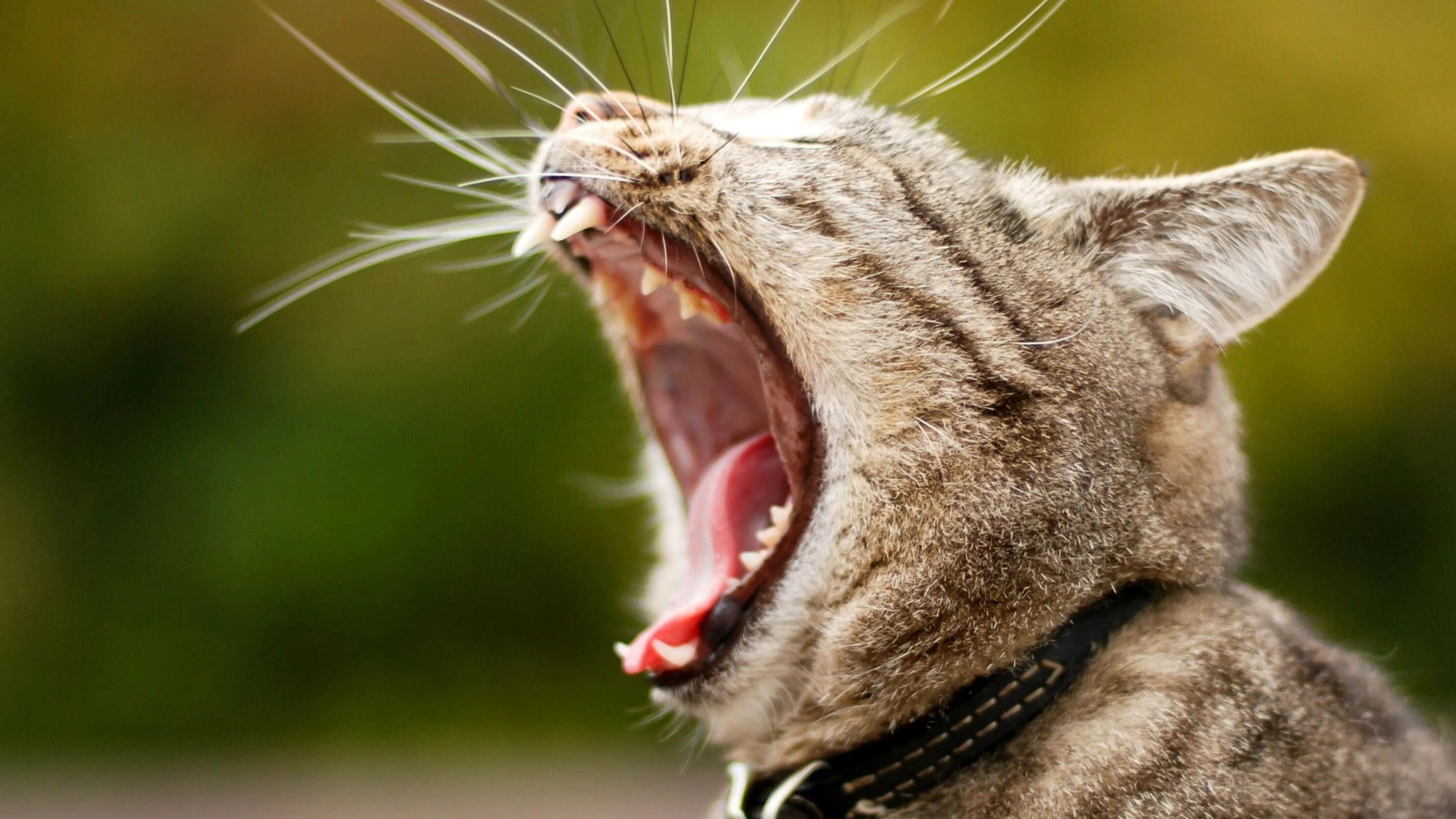 Кошка с открытым ртом. Коты кричат. Кричащая кошка.