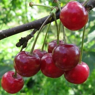 Гриот белорусский вишня описание сорта фото отзывы