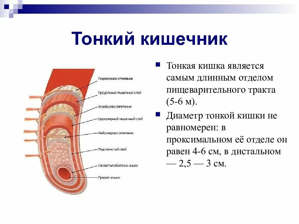 Проксимальный отдел кишки. Толстиаякишечник анатомия. Проксимальный отдел толстой кишки. Отделы толстого и тонкого кишечника анатомия. Тонкий кишечник строение анатомия.