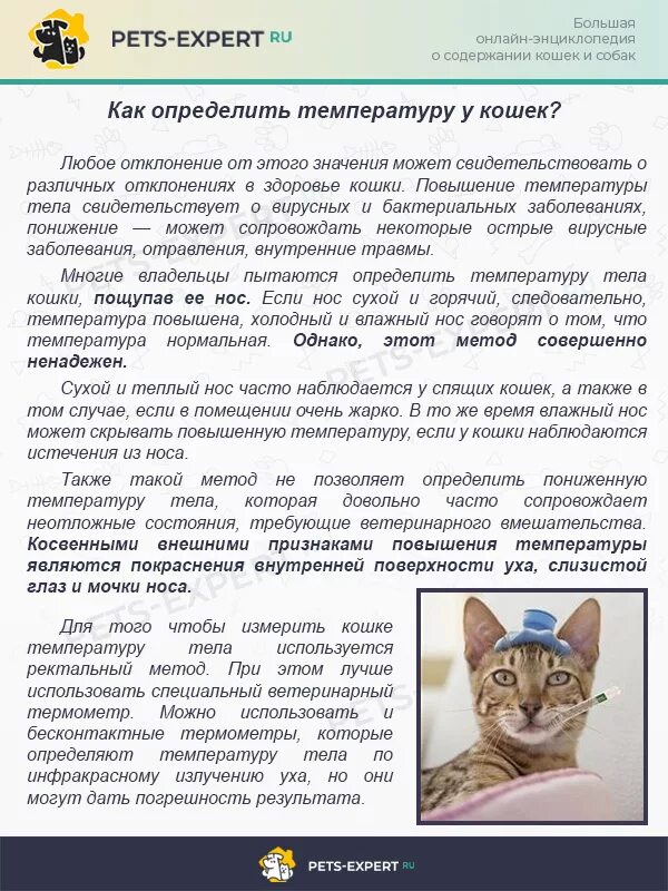 Кошка нормально