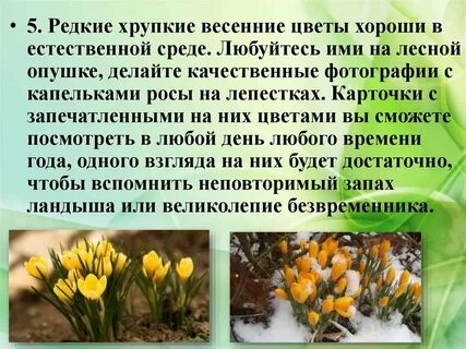 Кладовые у раннецветущих растений