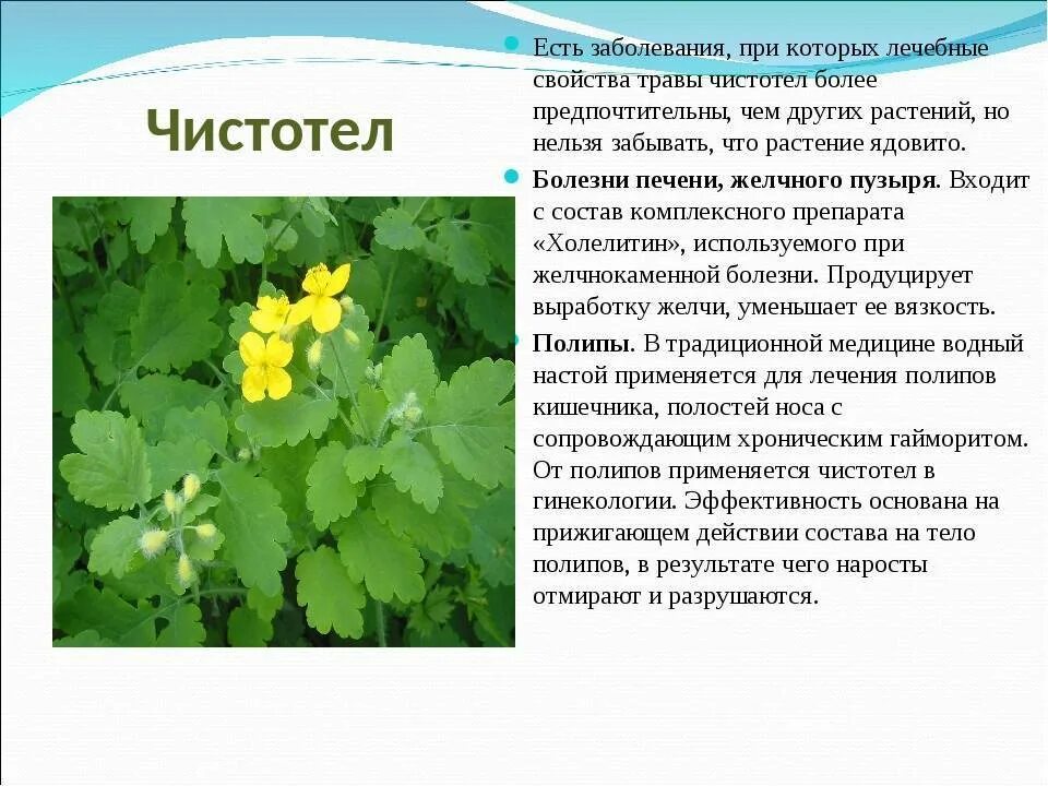 Чистотел растение. Лечебные растения чистотел. Чистотел Сибирский. Лекарственные растения Сибири. Ем чистотел