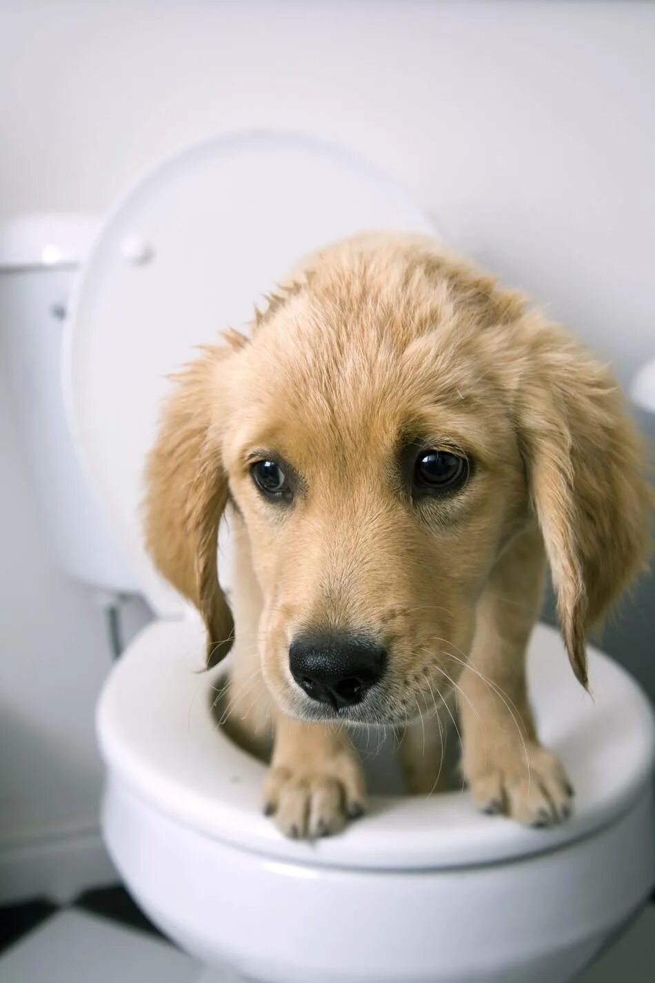 Щенки туалет терпеть. Собака на унитазе. Туалет для собак. Собачий унитаз.