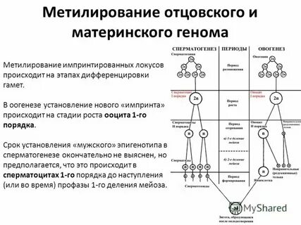 Сочетание гамет при оплодотворении