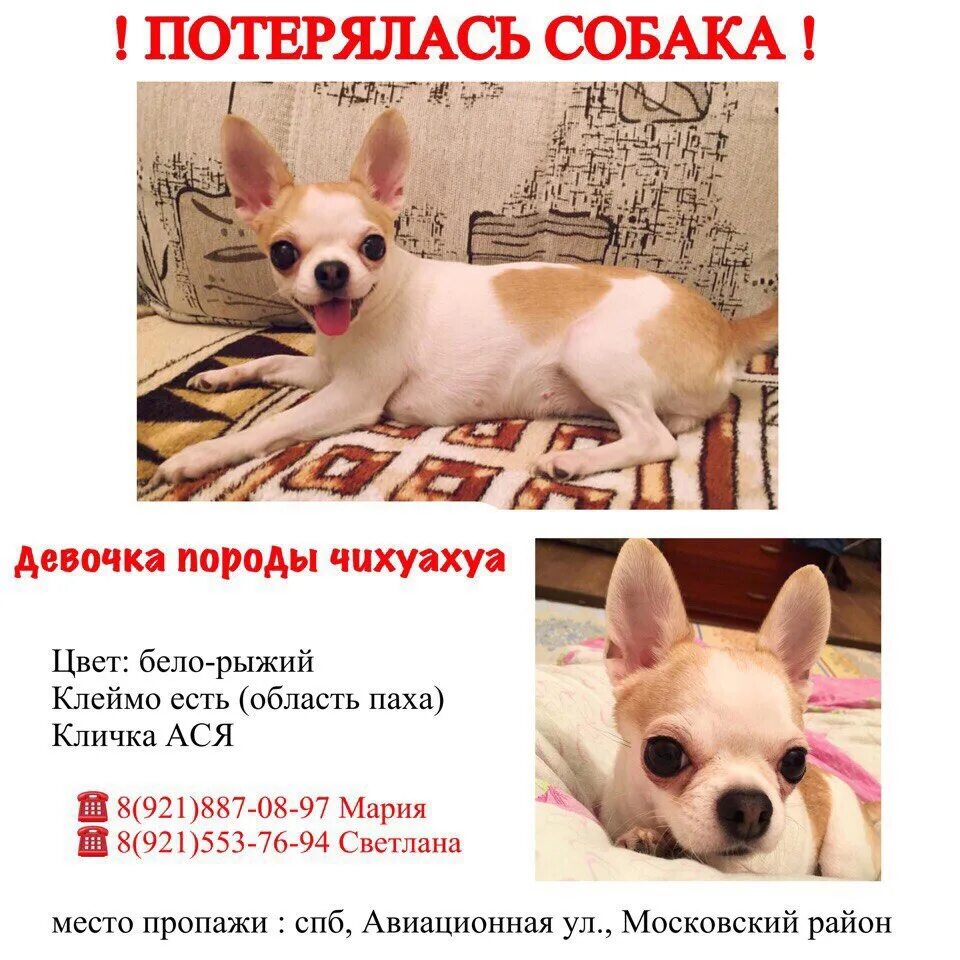 Потерялся чихуахуа. Пропала собака чихуахуа. пропала чихуахуа. потерялась собака чихуахуа. пропала собака породы чихуахуа.