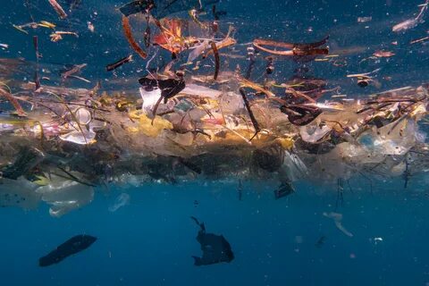 Marine wildlife