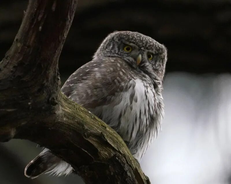 маленькие виды сов. телеграм сыч. домовой сыч окрасы. сычик эльф. сыч гарри поттер.