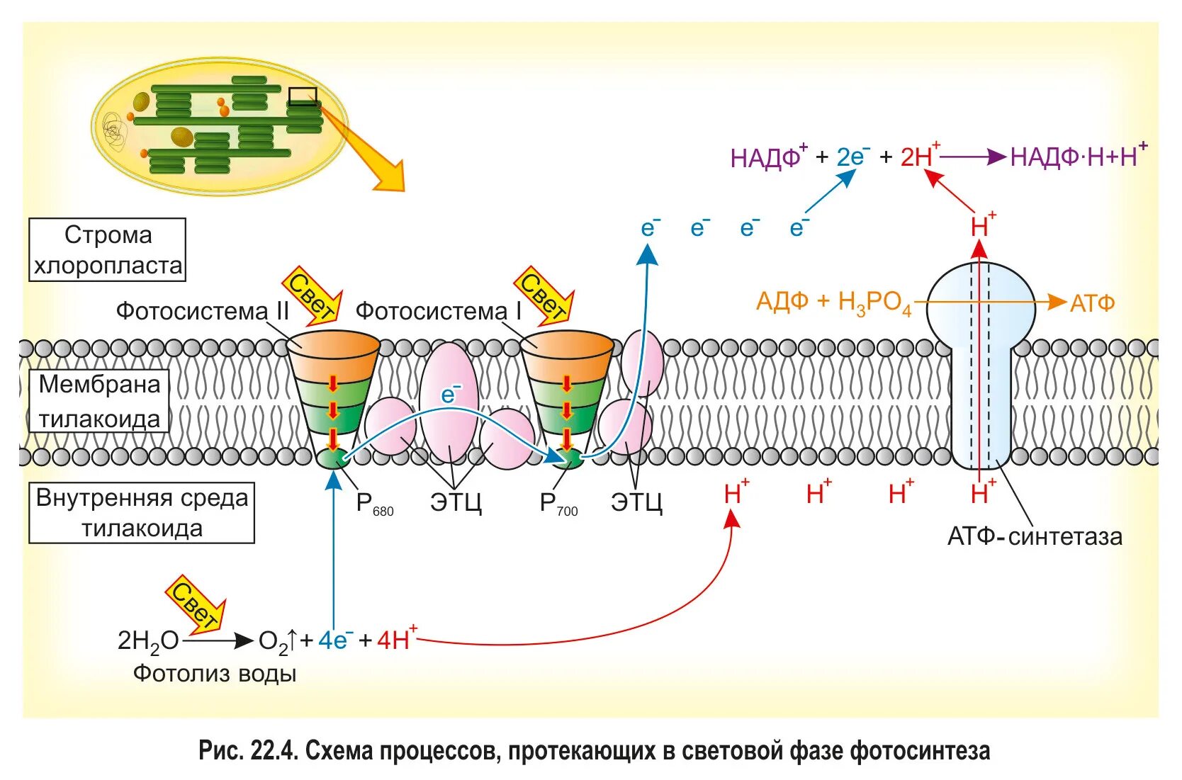 Надф поглощение