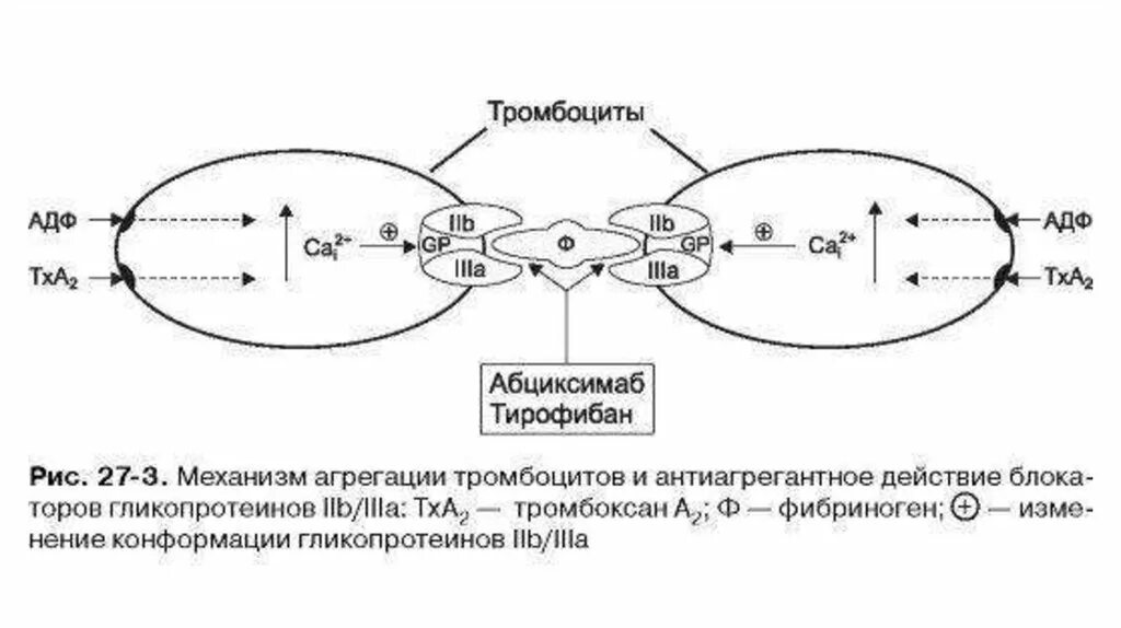 Механизмы адгезии и агрегации тромбоцитов.. Схема активации и агрегации тромбоцитов. АДФ-индуцированной агрегации тромбоцитов. Агрегация с АДФ. Клопидогрел механизм действия