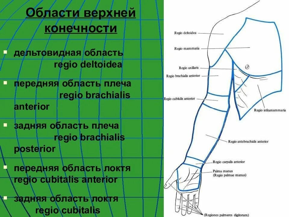 Плечо где оно. Внешние ориентиры верхней конечности. Область плеча топографическая анатомия. Область плеча топографическая анатомия границы.