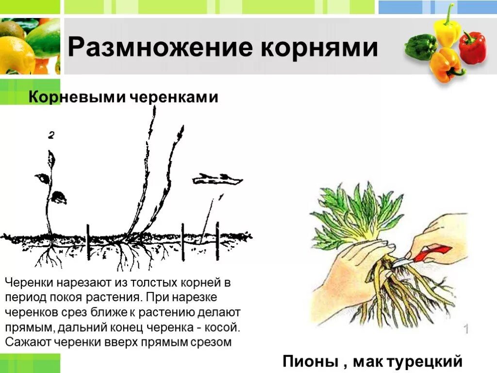 Размножается ли корень. Размножение растений корневыми черенками. Вегетативное размножение растений корневыми отпрысками. Вегетативное размножение корнем. Вегетативное размножение корневыми.