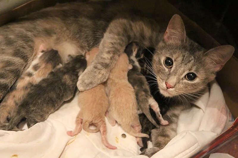 У кошки родился 1 котенок