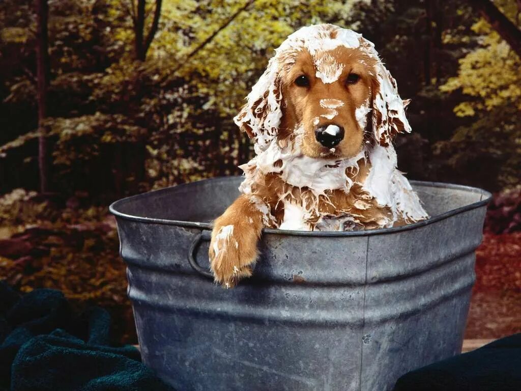 Dog bathing