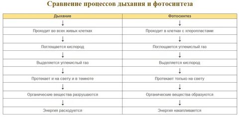 Заполни схему фотосинтез дыхание