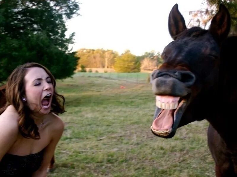 Романтический поцелуй в постели. Смешные коровы. Животные смеются. Неожиданная ситуация. Девочка на осле.