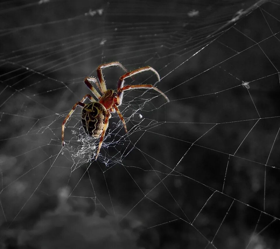 Паук висит на паутине. Паук спускается. Паук висит. Паук спускается вниз по паутине. Паук-параплектана.