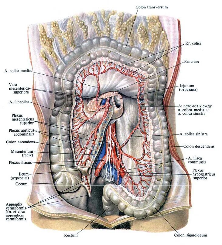 Анатомия тонкая кишка Неттер. Анатомия человека внутренние органы брюшной полости. Анатомия брюшной полости мужчины. Строение человека внутренние органы женщины брюшной полости. Органы брюшной полости лечение
