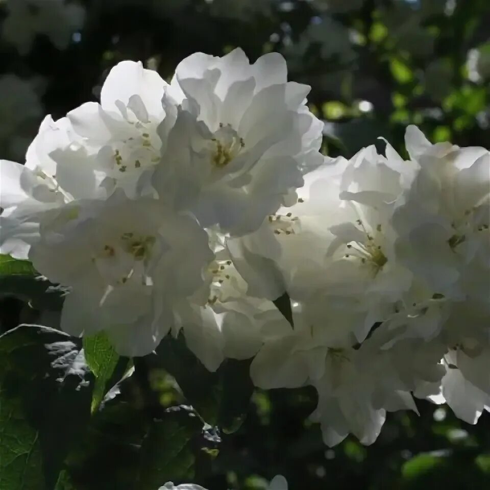 Чубушник bouquet blanc. Чубушник лемуана bouquet blanc. Чубушник миннесота. Чубушник dame blanche. Чубушник бланк.