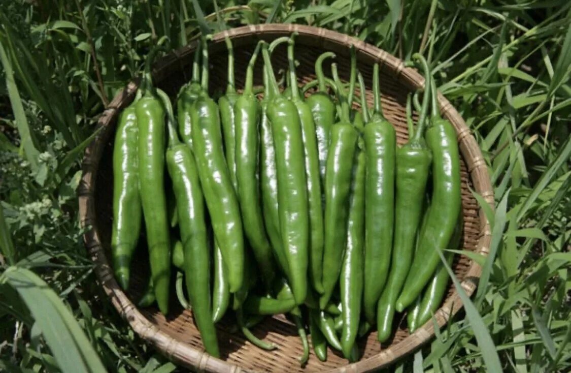 Pepper википедия. Овощная фасоль мулатка. Cheongyang Chili Pepper. Long Green Chili Plant. Green Chili Plant.