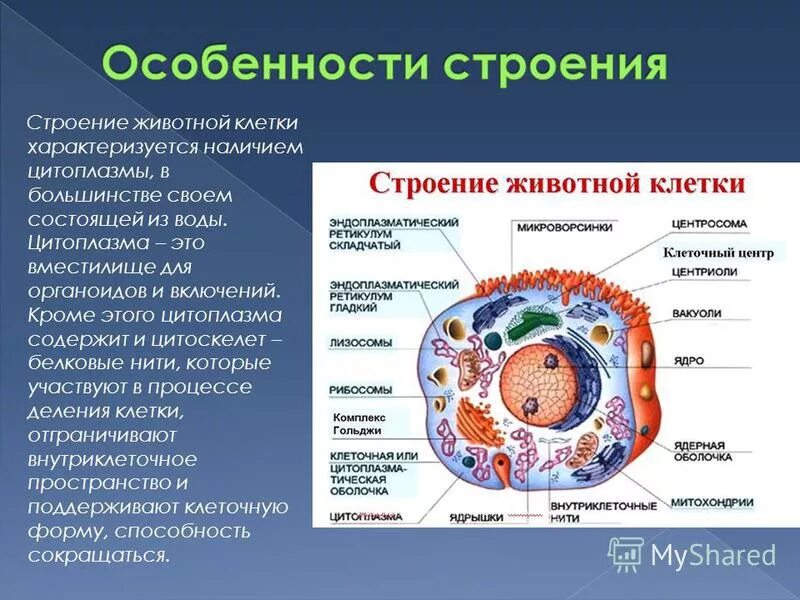 Каковы особенности строения и жизнедеятельности. Цмтоплазмастроение клетки. Клетка животного строение в цитоплазме. Строение цитоплазмы и органеллы. Особенности строения животной клетки.