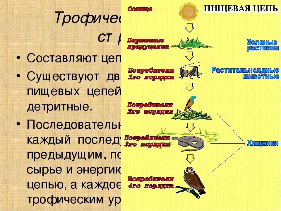 Первыми в пищевой цепи являются. Цепи питания живых организмов по биологии 5. Последовательность цепи питания. Структура пищевой цепи. Пищевая цепь названия звеньев.