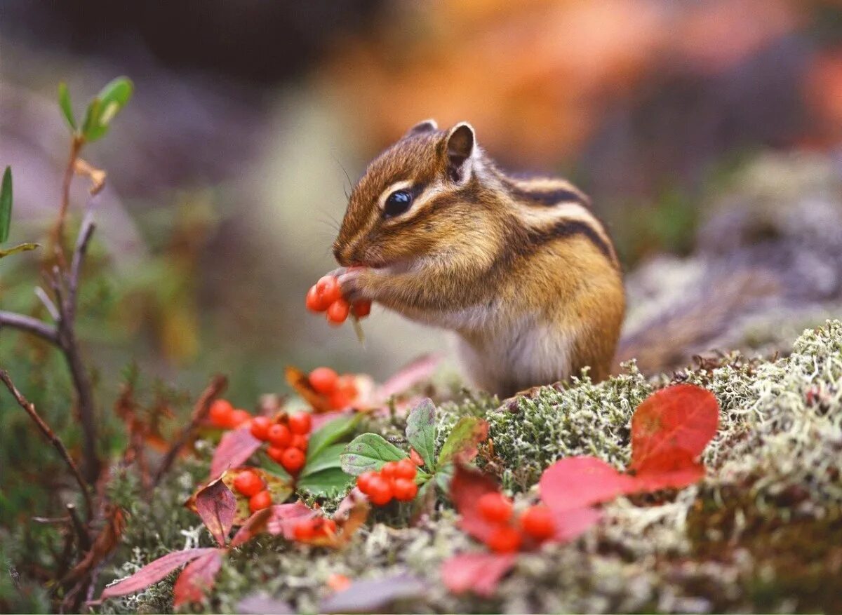 Tamias tristis бурундук. Природа и животные. Бурундуки в природе. Красивый бурундук.