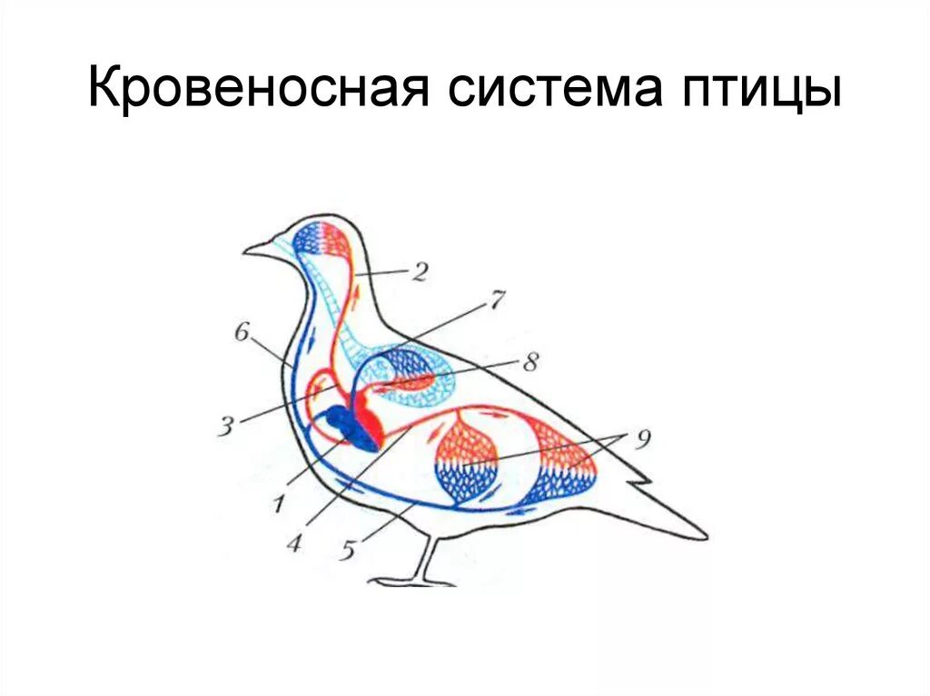 Кровеносная система птиц схема. Схема строения кровеносной системы птиц. Схема кровеносной системы птицы биология 7 класс. Кровеносная система птиц 7 класс схема.