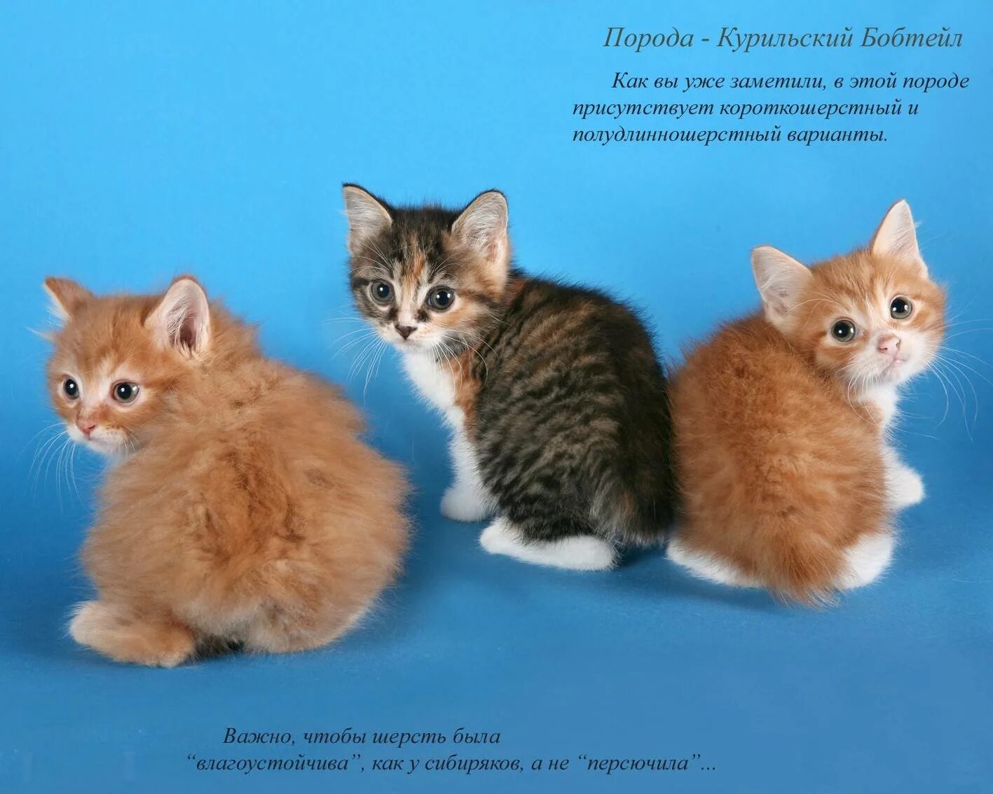 Котята разных пород. Породы кошек с названиями. Породы кошек с фотографиями и названиями пород. Котята разных пород и их названия