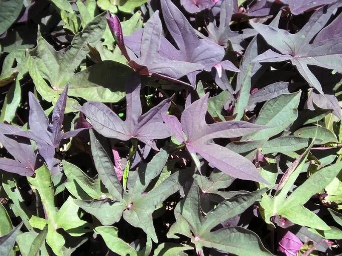 Клематис прямостоячий атропурпуреа. Почему листья фиолетовые. Фиолетовая пятнистость у томатов. Ипомея батат блэки. Листья рассады томатов.