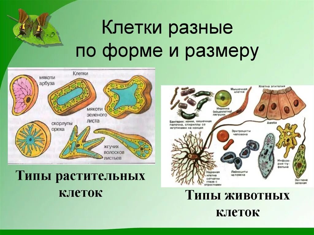 Строение и многообразие животных. Типы растительных клеток. Типы животных клеток. Разнообразие животных клеток. Строение различных видов клеток.