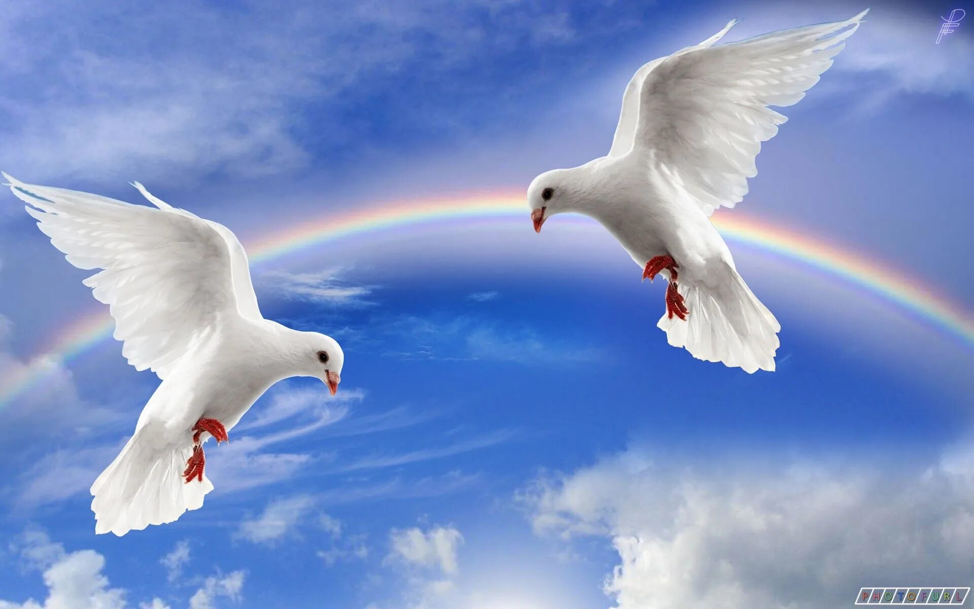 Голуби в небе. Белый голубь. Белые голуби в небе. Красивые голуби.