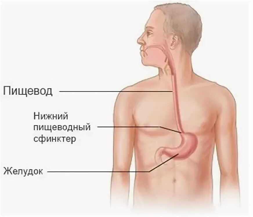 Где пищевод. Расположение желудка и пищевода. Пищевод и желудок анатомия человека. Строение пищевода человека.