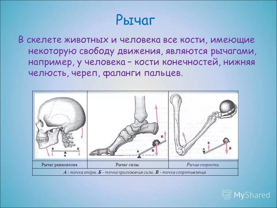 2 рычаг в скелете человека. Рычаги в скелете человека. Рычажные кости в скелете человека. Рычаги в быту и технике. Кости как рычаги.