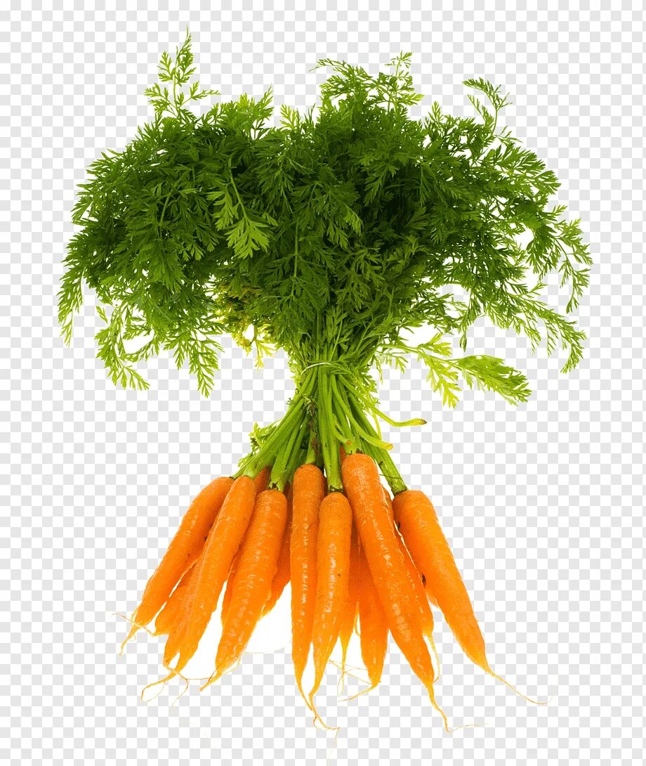 Морковь с ботвой. Пучок морковки. Морковь в пучках. Морковь на белом фоне.