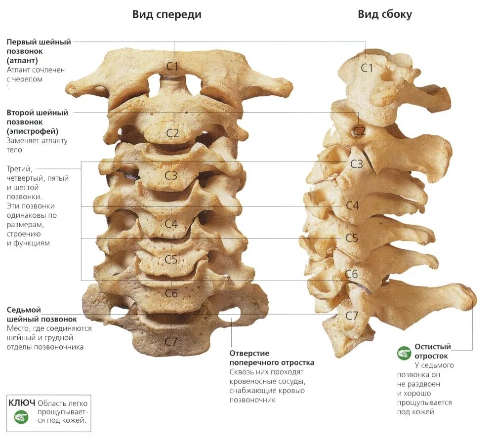 Шейный отдел позвоночника вид сбоку. С7 позвонок анатомия. Строение шейного отдела позвоночного столба. 7 Шейный позвонок строение. Остеохондроз с7