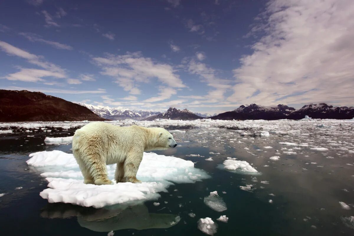 Северный Ледовитый океан белый медведь. Белые медведи в Арктике. Медведь на льдине. Потепление климата.